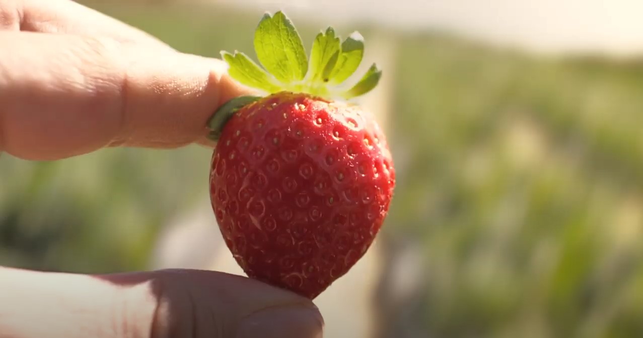 Strawberry Video